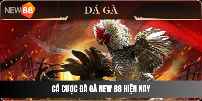 Cá cược đá gà NEW 88 hiện nay