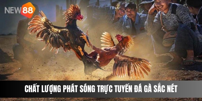 Chất lượng phát sóng trực tuyến đá gà sắc nét