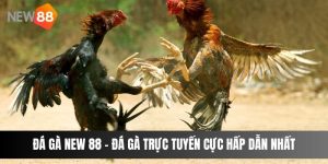 Đá gà NEW 88 - Đá gà trực tuyến cực hấp dẫn nhất